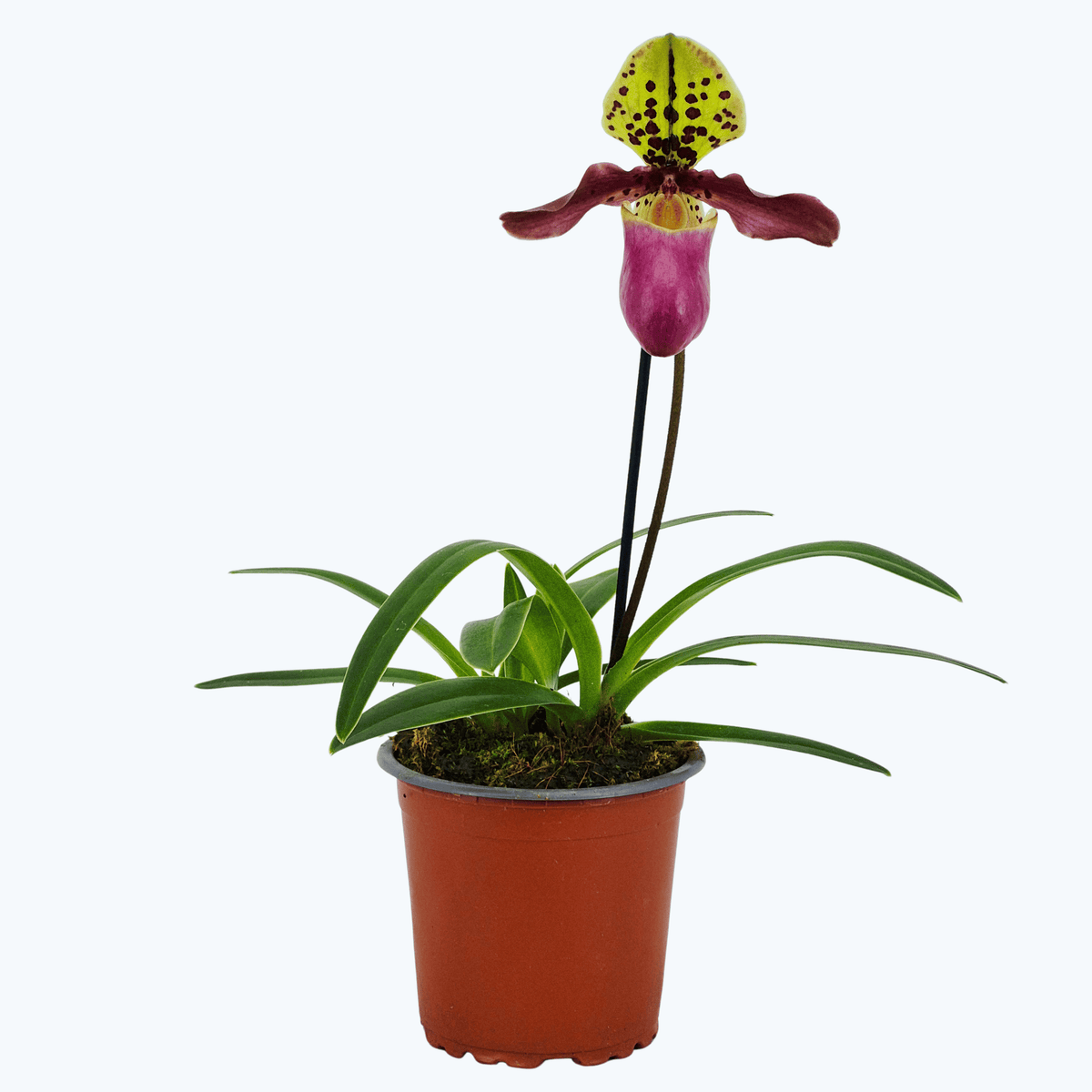 Frauenschuh Paphiopedilum henryanum mit 1 Rispe