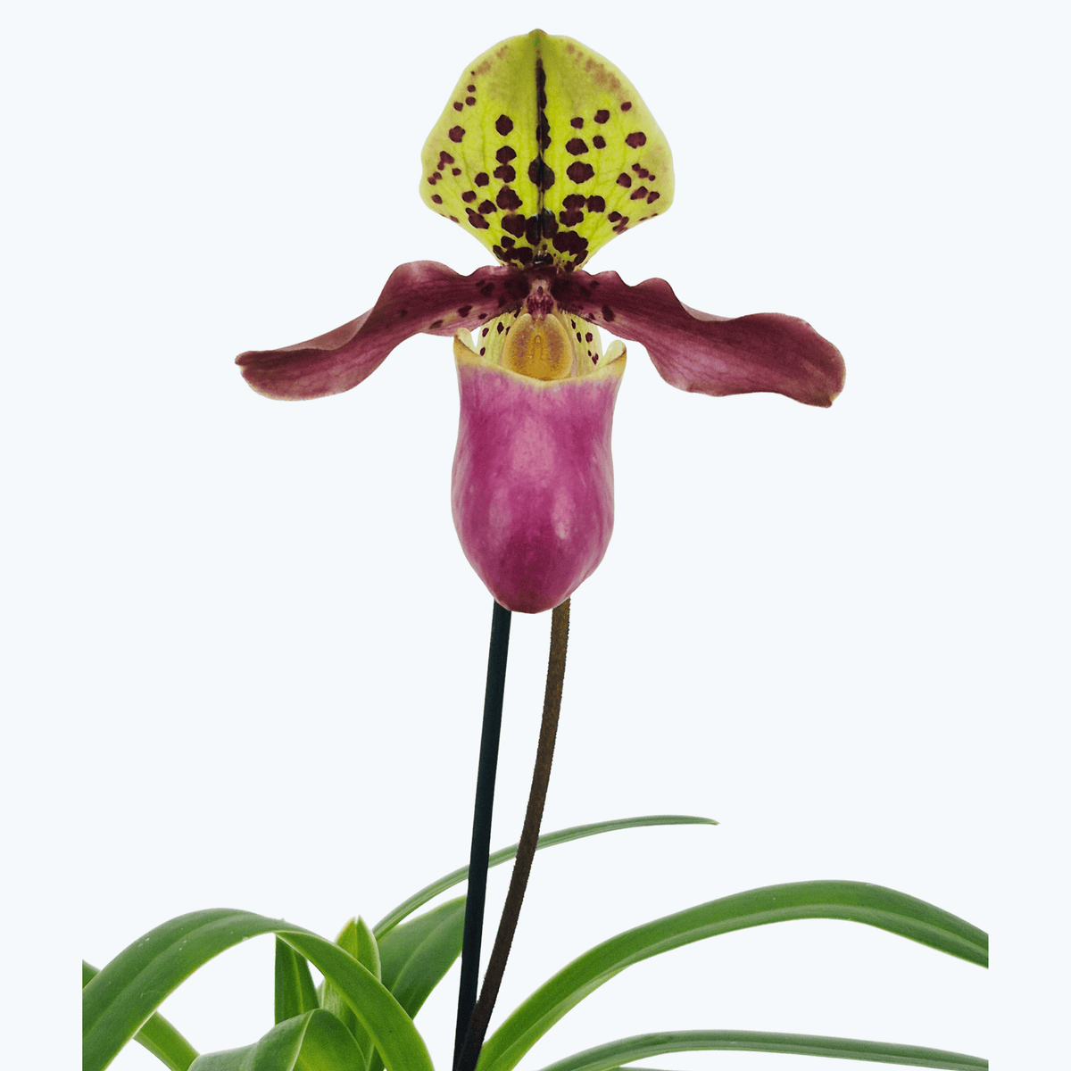 Frauenschuh Paphiopedilum henryanum mit 1 Rispe