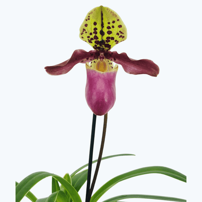 Frauenschuh Paphiopedilum henryanum mit 1 Rispe