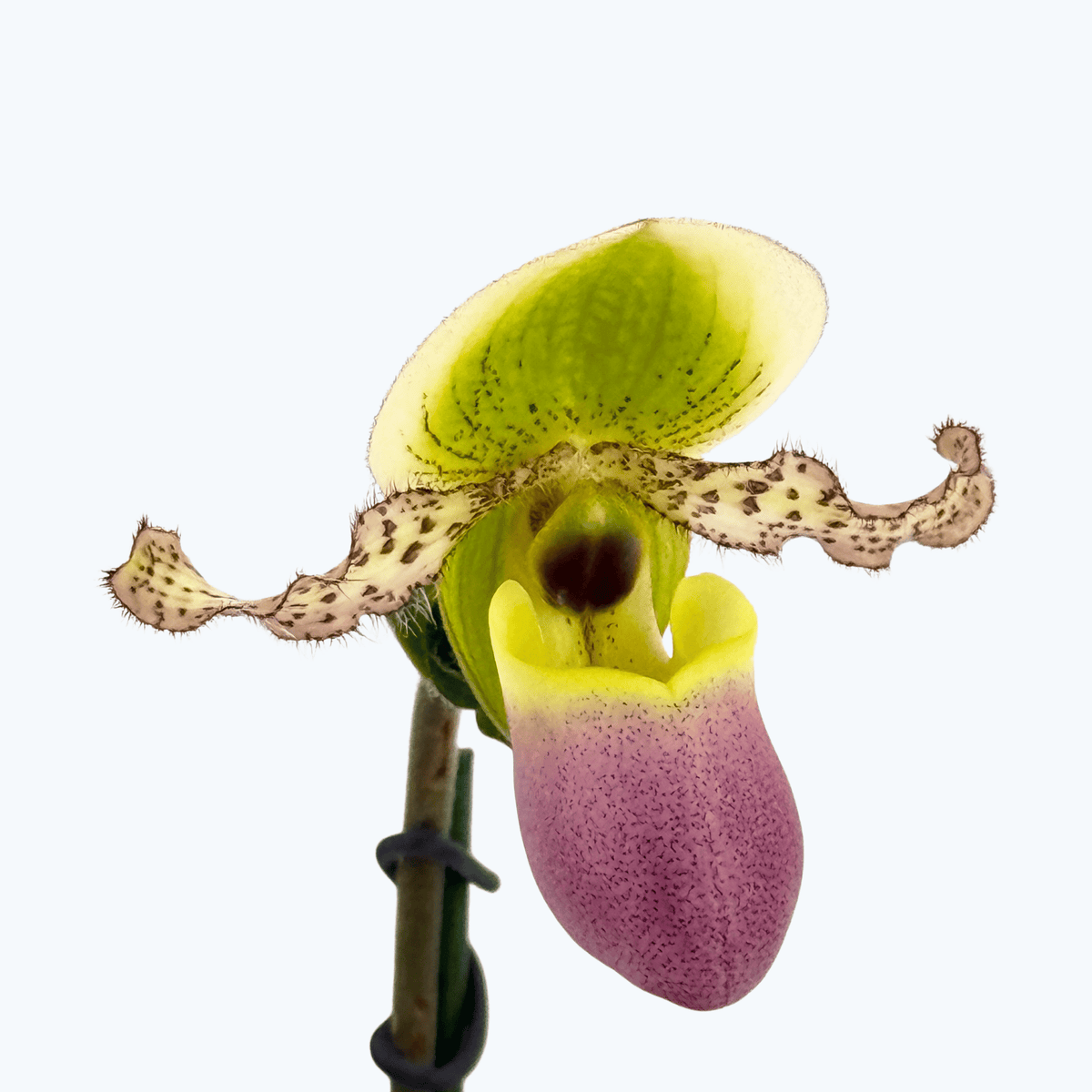 Frauenschuh Paphiopedilum Pinocchio mit grün-rosafarbener Blüte und 1 Rispe im 12cm Topf