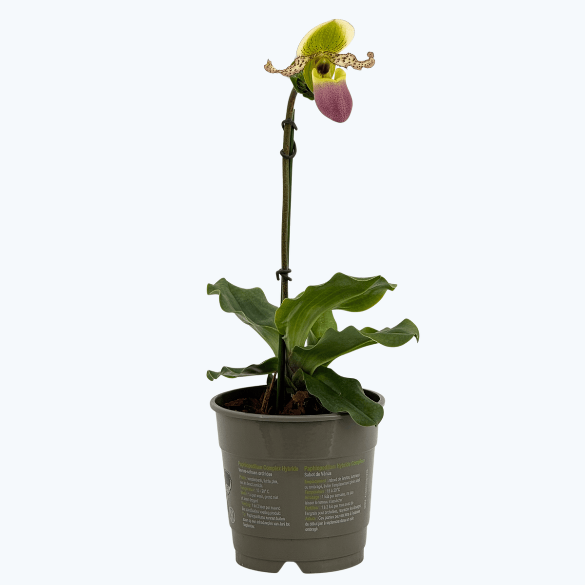 Frauenschuh Paphiopedilum Pinocchio mit grün-rosafarbener Blüte und 1 Rispe im 12cm Topf