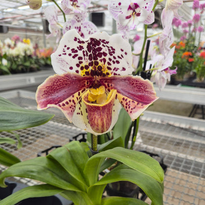 Frauenschuh Paphiopedilum Amerikanische Hybride mit getupfter Blüte und 1 Rispe
