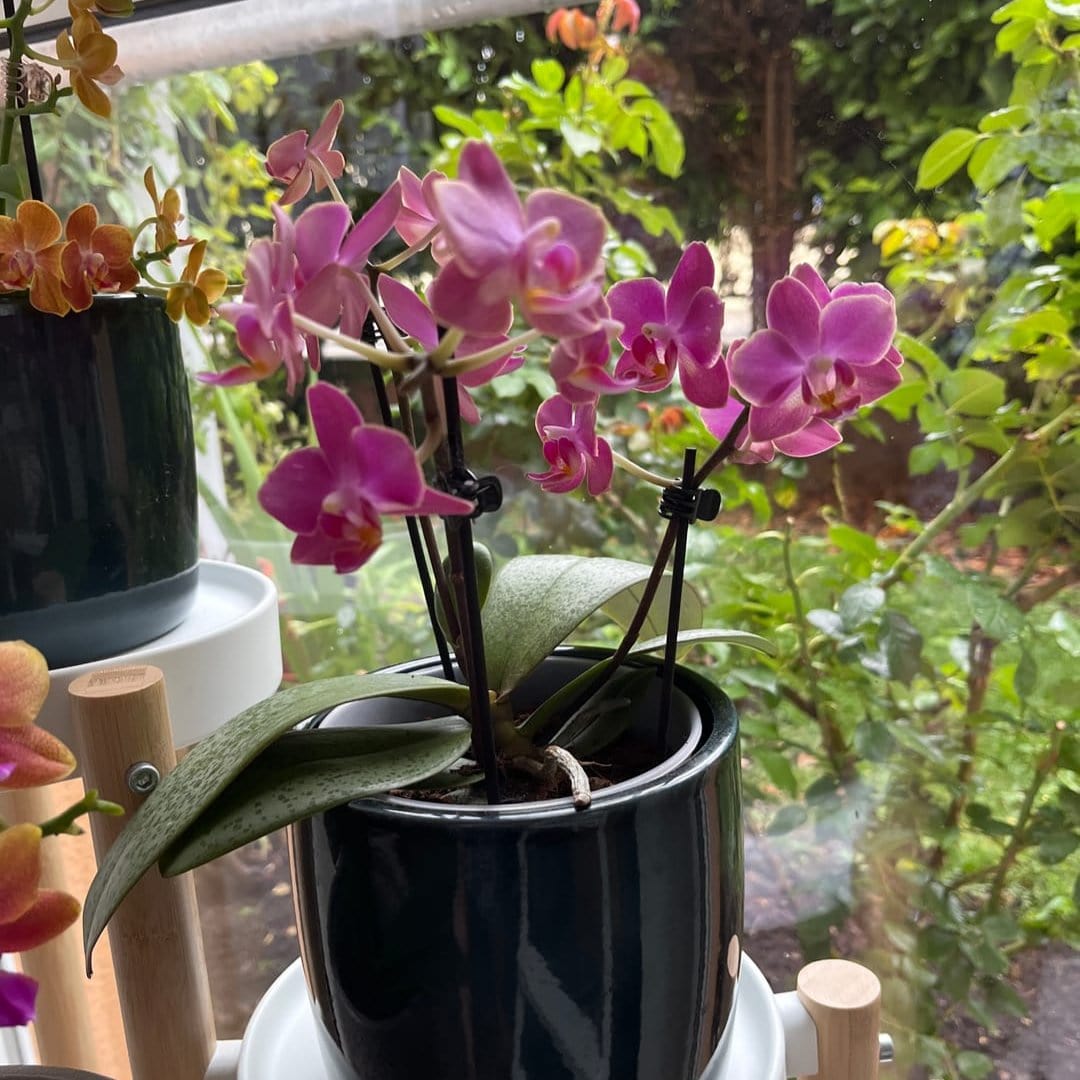Duftorchidee Table Dance Secret Fragrance mit rot-pinken Blüten und 2 Rispen