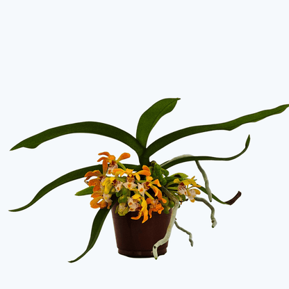 Gasrtochilus hybride im 6cm Topf