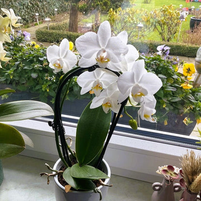 Table Dance Wasserfall Weiß mit weißen Blüten und 2 Rispen