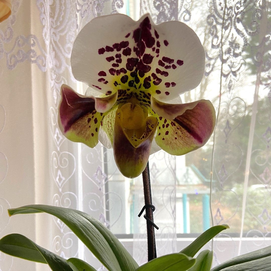 Frauenschuh Paphiopedilum Amerikanische Hybride mit getupfter Blüte und 1 Rispe