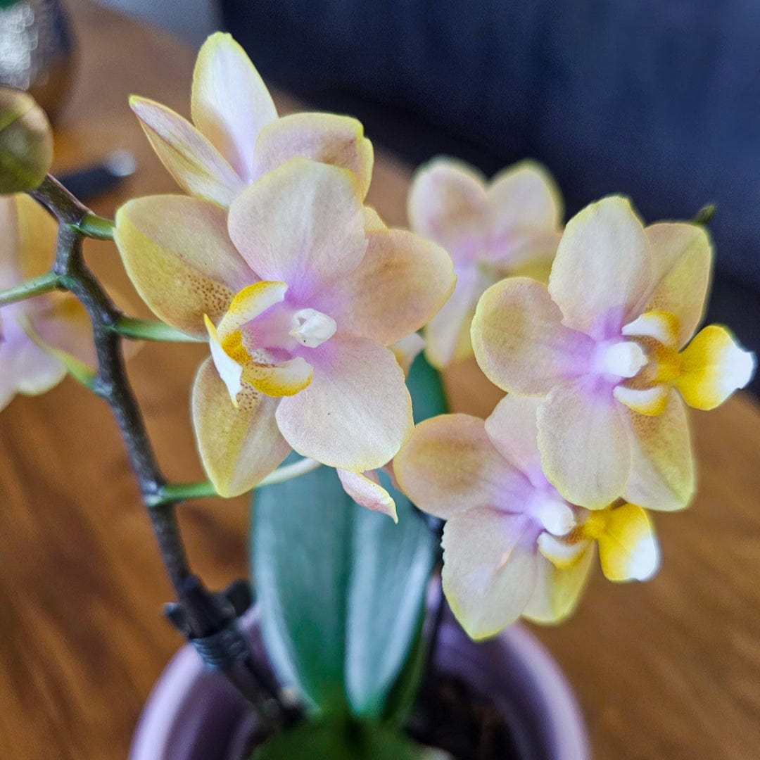 Duftorchidee Table Dance Elemental mit gelben Blüten mit 2 Rispen