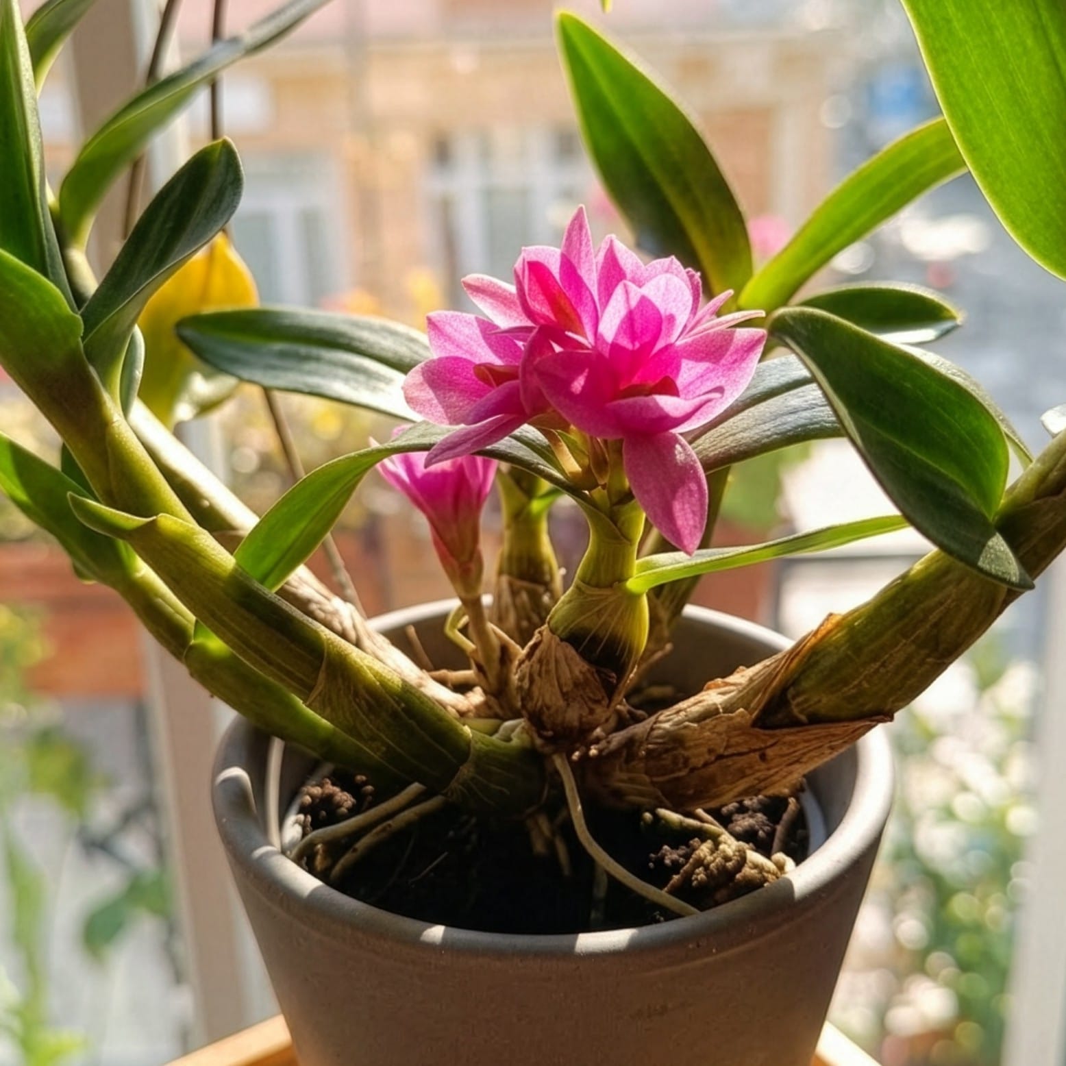Dendrobium Hibiki mit pinken Blüten