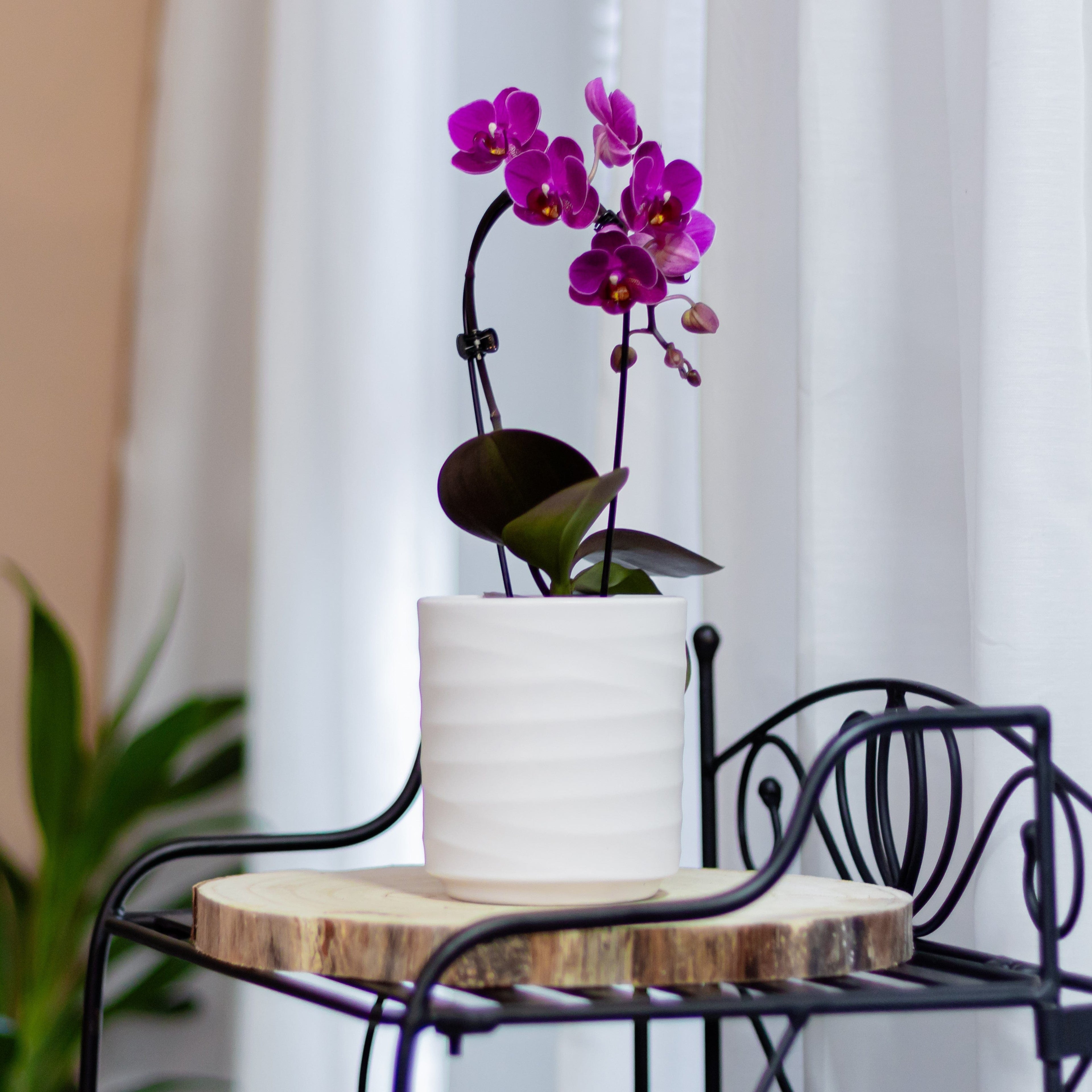 Table Dance Wasserfall Merida mit violetten Blüten und 2 Rispen