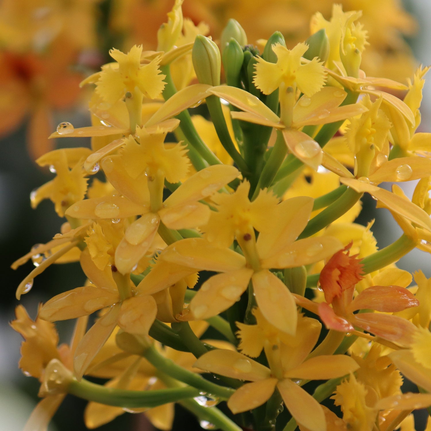 Epidendrum Nordic Fire Dauerblüher mit gelber Blüte und 2+ Rispen