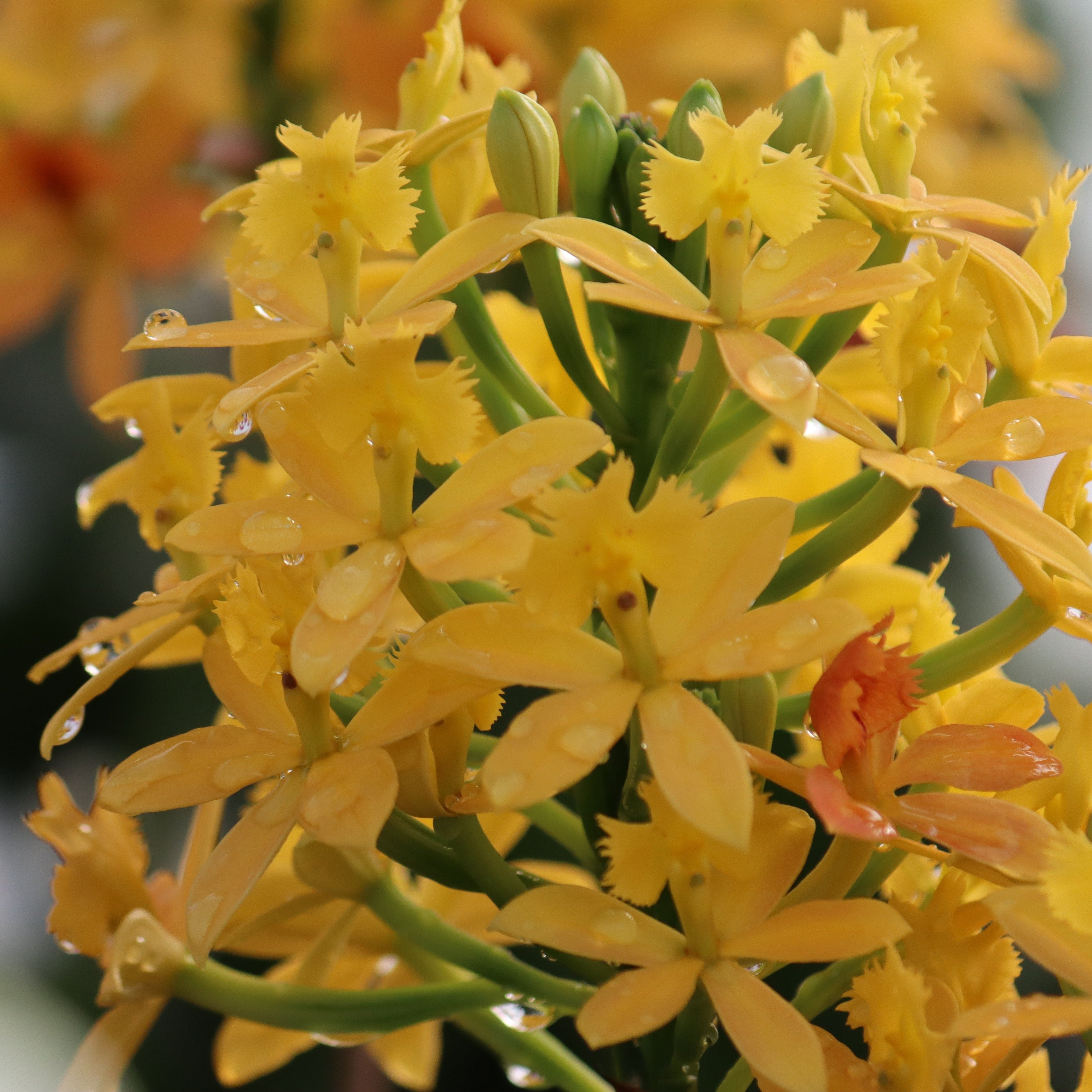 Epidendrum Nordic Fire Dauerblüher mit gelber Blüte und 2+ Rispen
