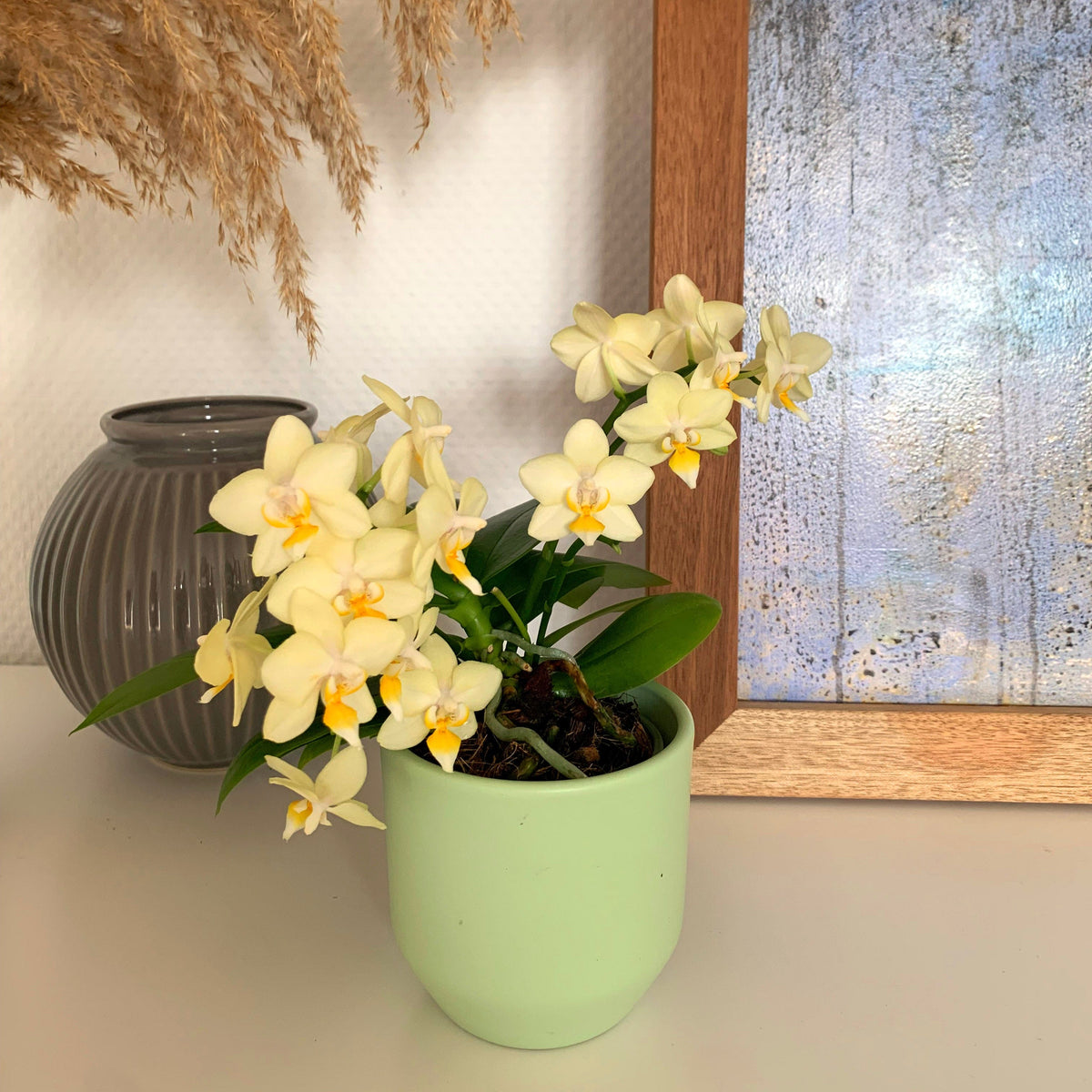 Bonsaiorchidee Better Butter mit hellgelben Blüten und 3+ Rispen