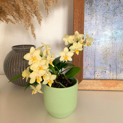 Bonsaiorchidee Better Butter mit hellgelben Blüten und 3+ Rispen