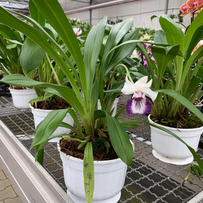 Cochleanthes im Ampeltopf in versch. Farben