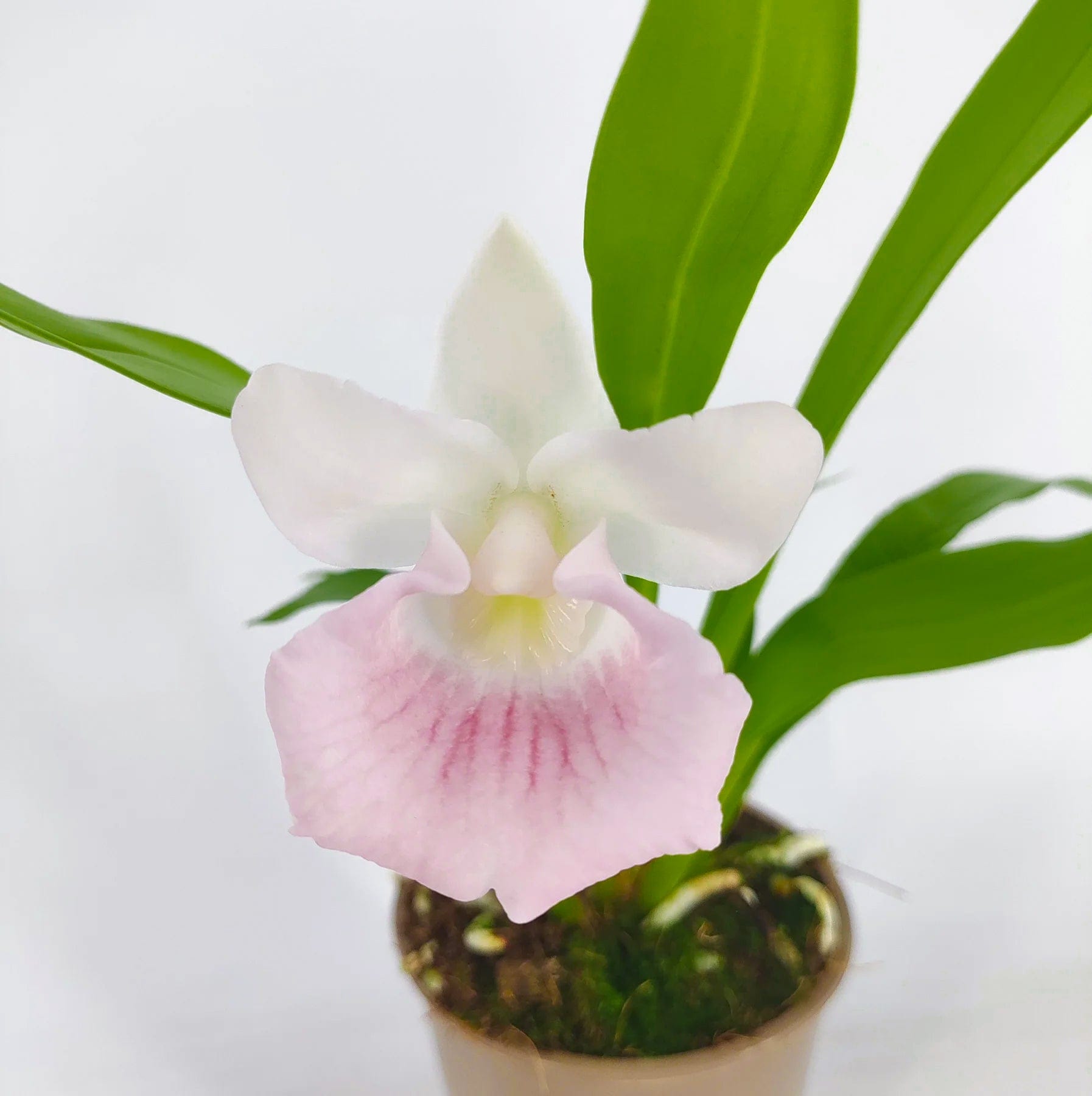 Cochleanthes  Rosalie mit rosa-weißer Blüte und 2+Rispen im 12cm Topf