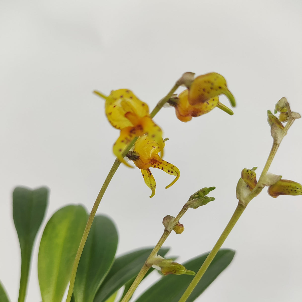 Mini-Orchidee Masdevallia polysticta yellow