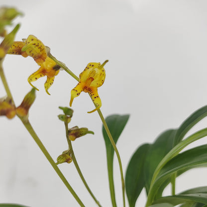 Mini-Orchidee Masdevallia polysticta yellow