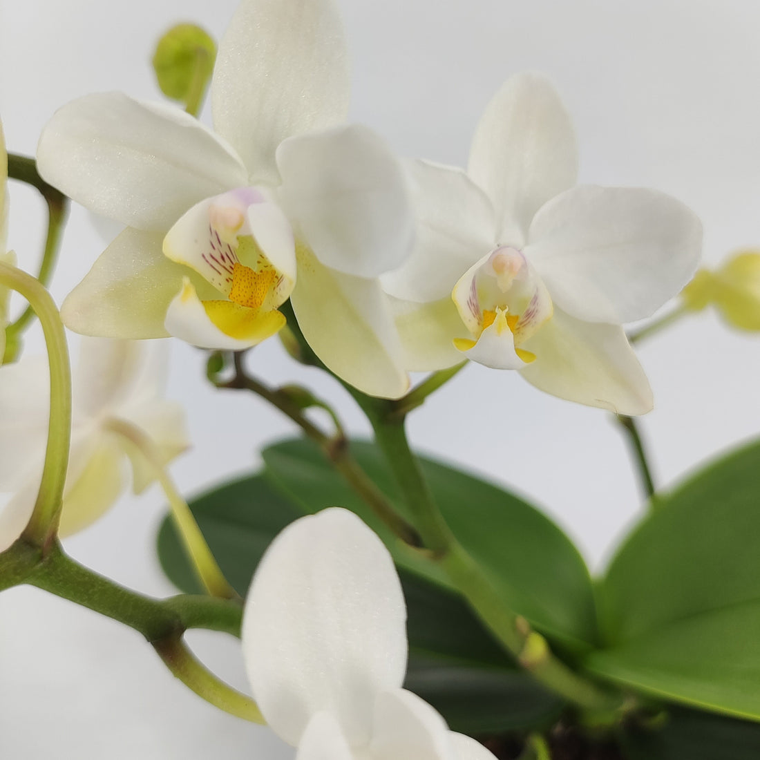 Bonsaiorchidee Nazare mit weißen Blüten und 3+ Rispen