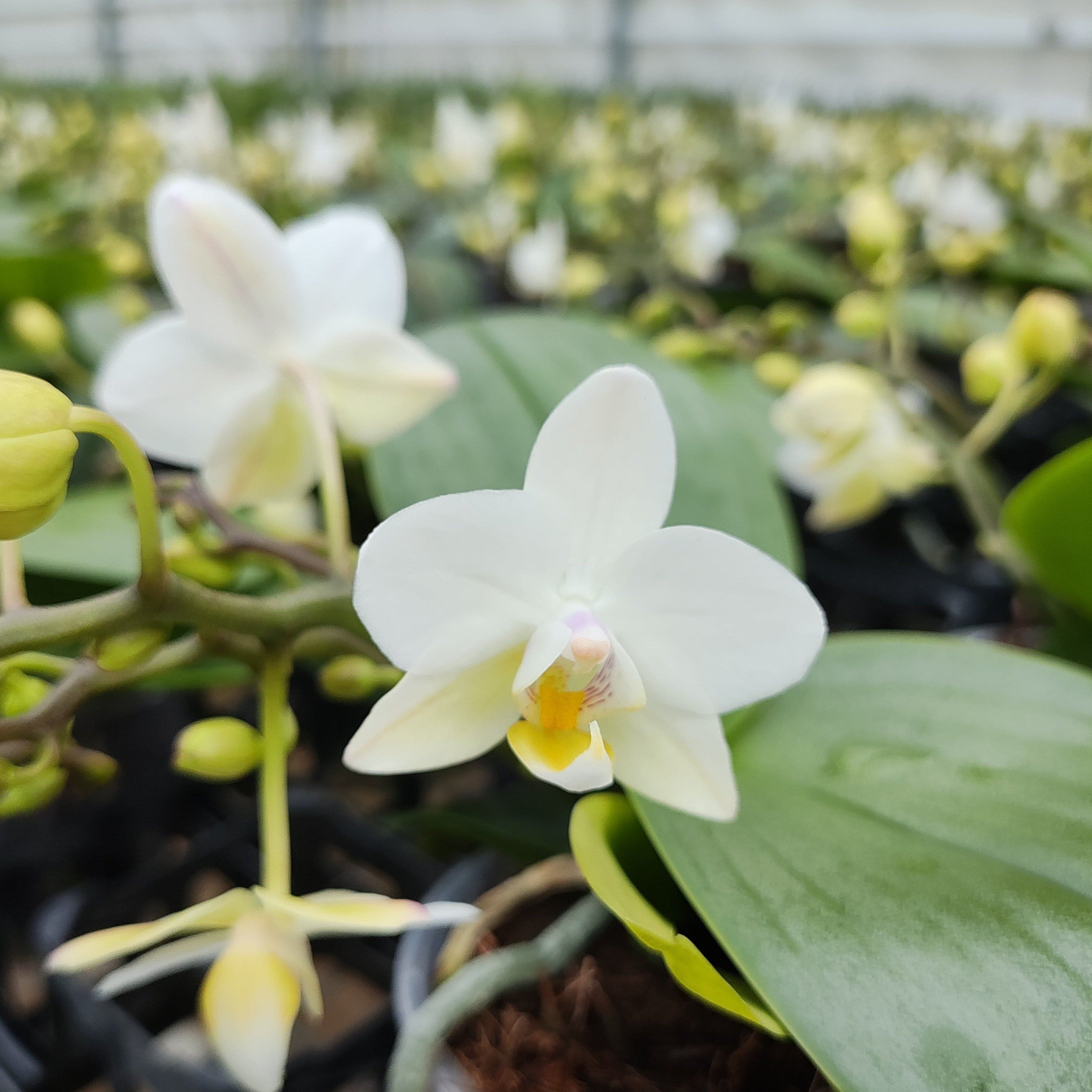 Bonsaiorchidee Nazare mit weißen Blüten und 3+ Rispen