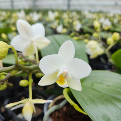 Bonsaiorchidee Nazare mit weißen Blüten und 3+ Rispen