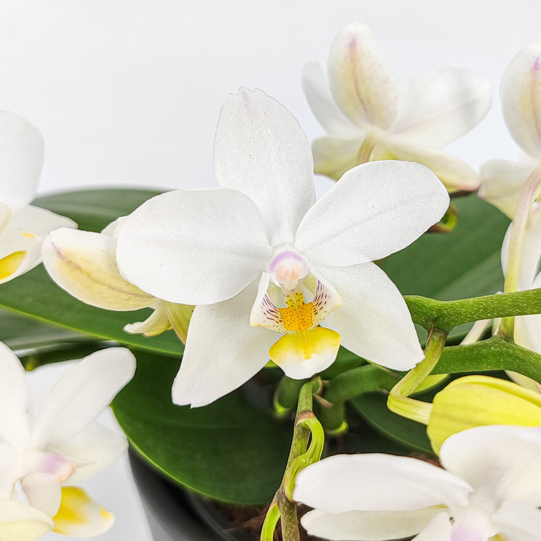 Bonsaiorchidee Nazare mit weißen Blüten und 4+ Rispen inkl. Keramik