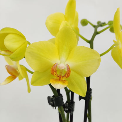 Table Dance Albenga mit gelben Blüten und 3 Rispen