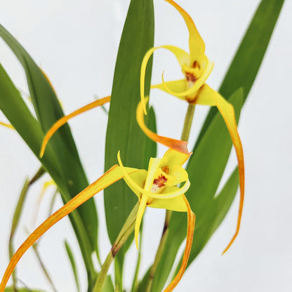 Maxillaria bradei Hybride im Ampeltopf mit gelben Blüten und 20+ Rispen
