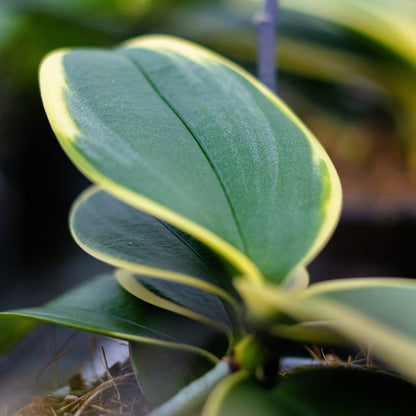 Phalaenopsis Vivien variegata mit panaschiertem Laub und 2 Rispen