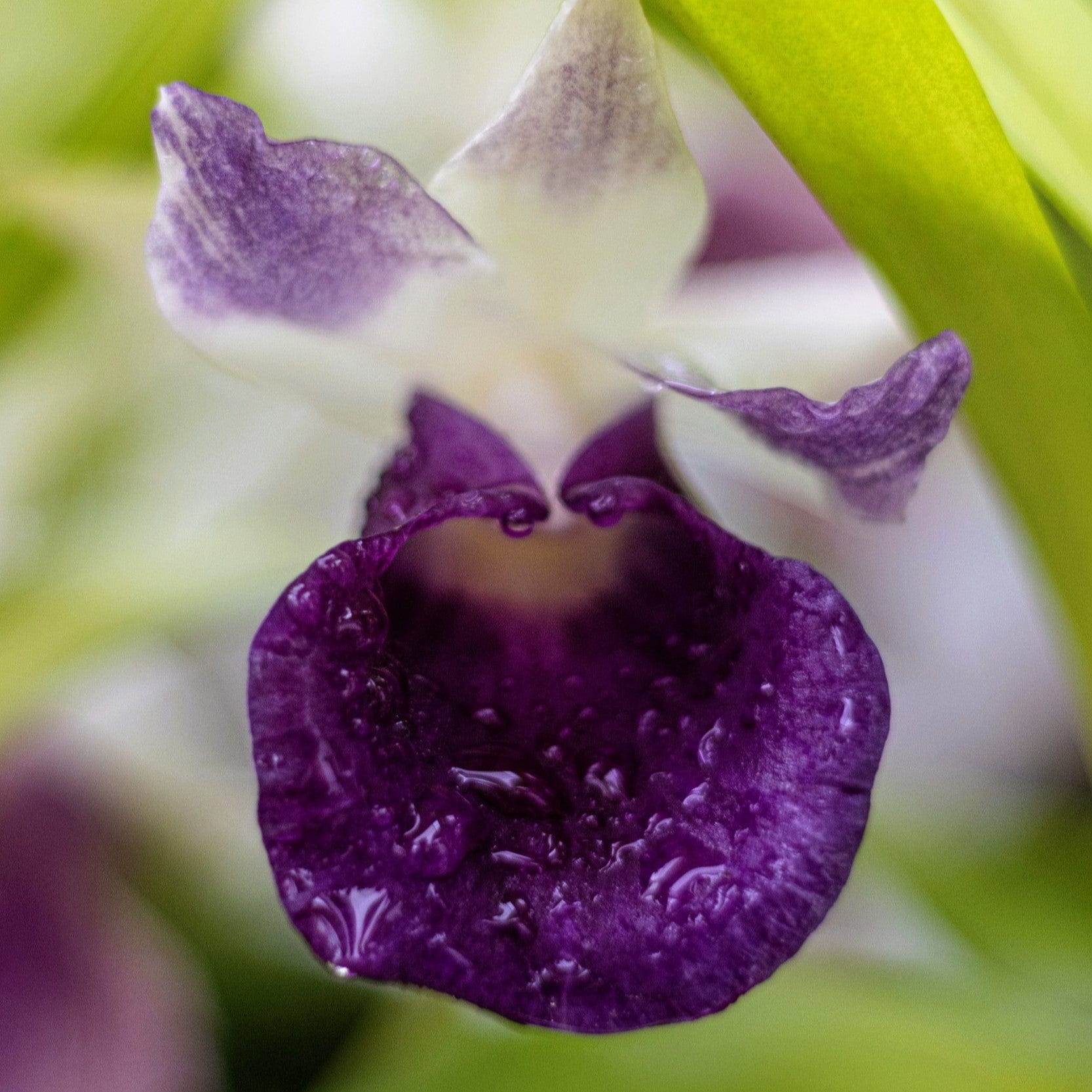 Cochleanthes Hybride mit blauen Blüten im 12cm Topf