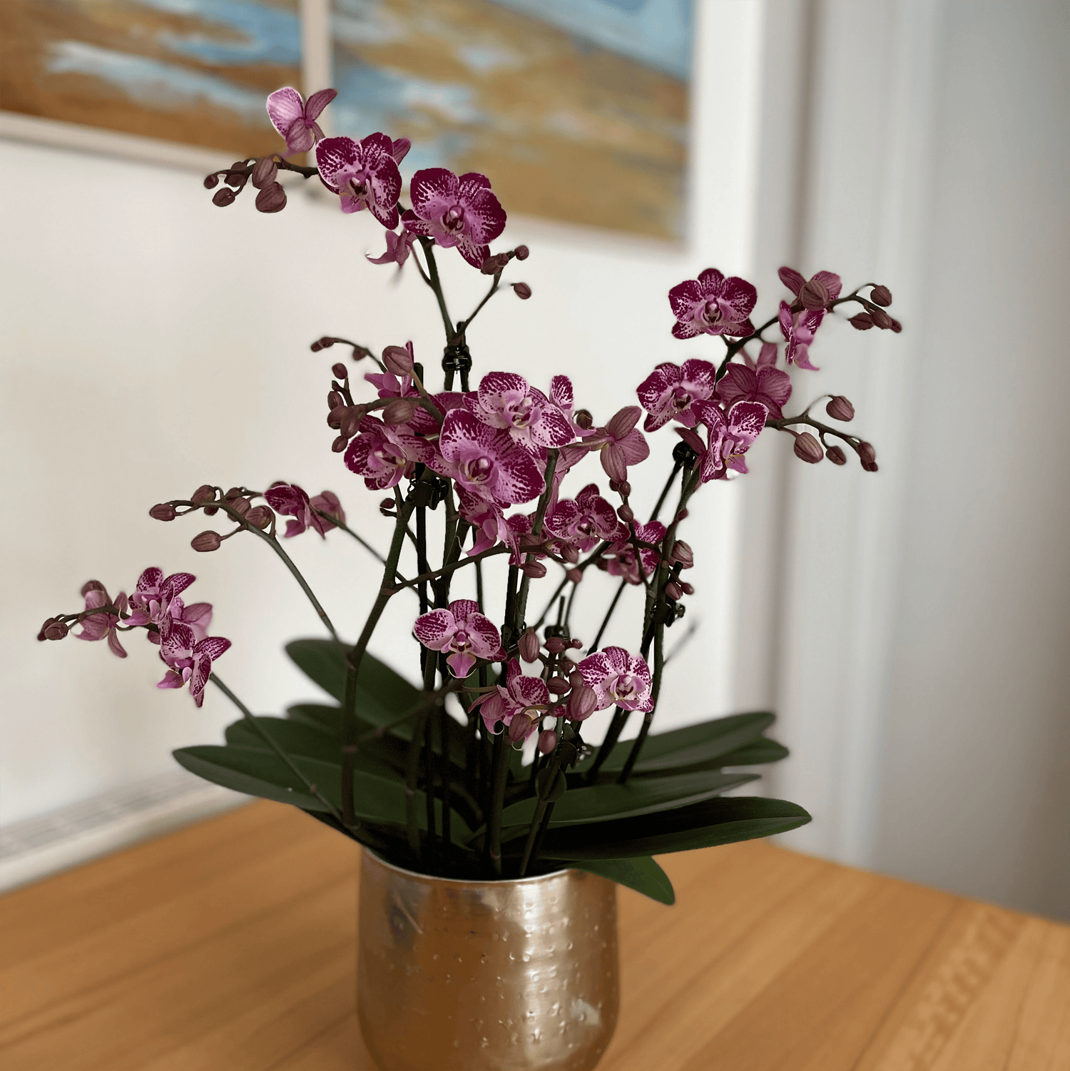 Große Two of Us Coco Purple Rain mit lila-gefleckten Blüten und 4+ Rispen