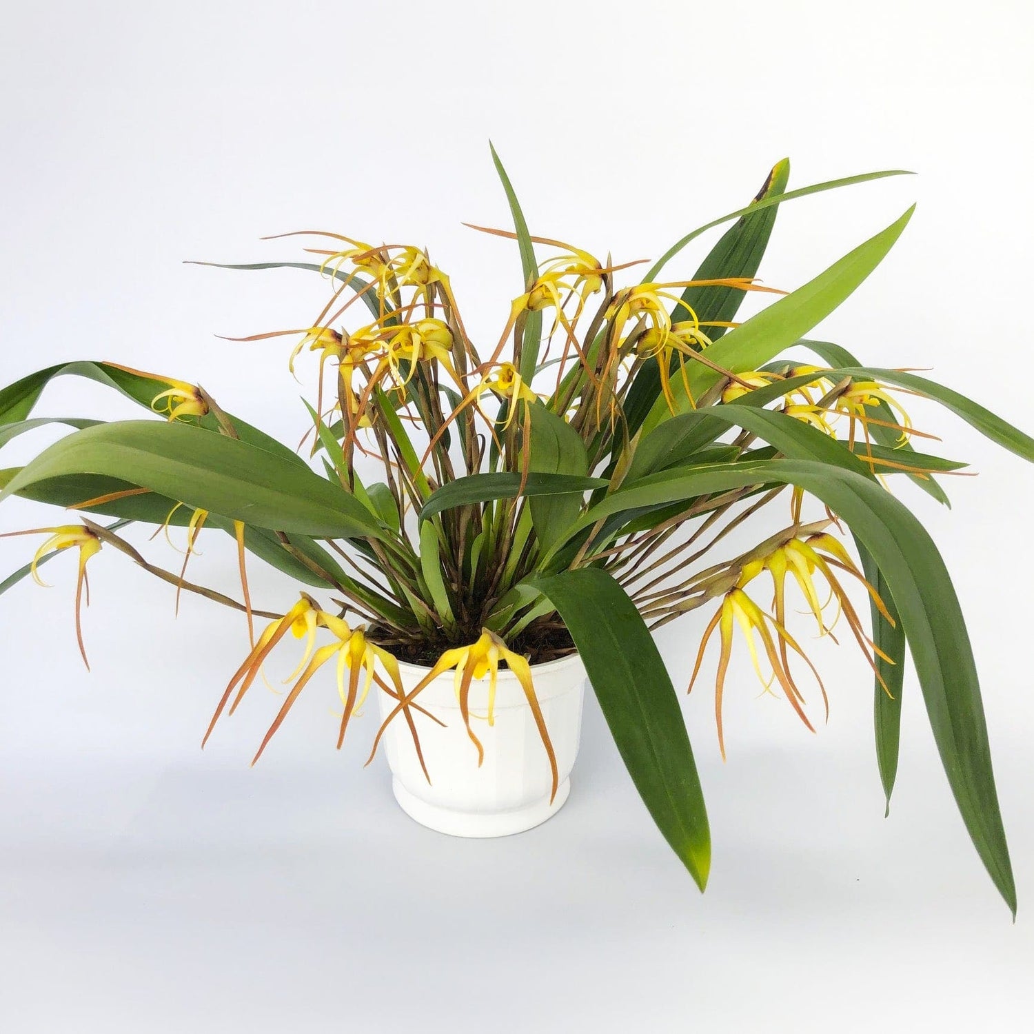 Maxillaria bradei Hybride im 12cm Topf mit gelben Blüten und 8+ Blüten