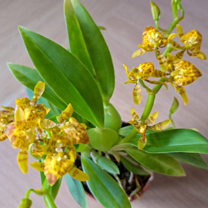 Mini-Duft-Orchidee Cyrtochilum meirax mit gelben Blüten und 1+ Rispen