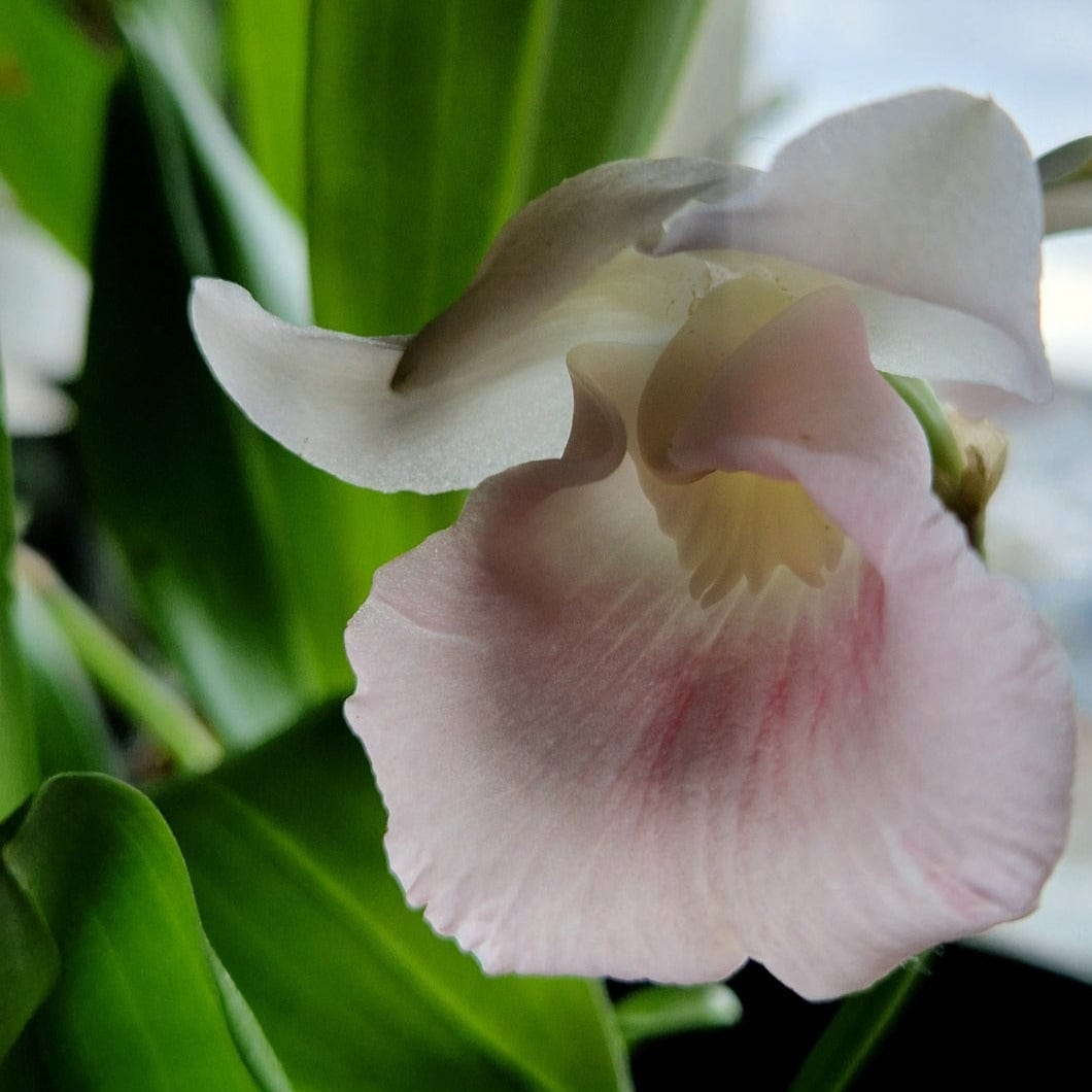 Cochleanthes  Rosalie mit rosa-weißer Blüte und 2+Rispen im 12cm Topf