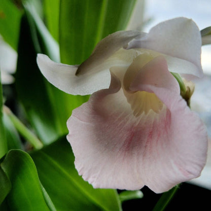 Cochleanthes  Rosalie mit rosa-weißer Blüte und 2+Rispen im 12cm Topf