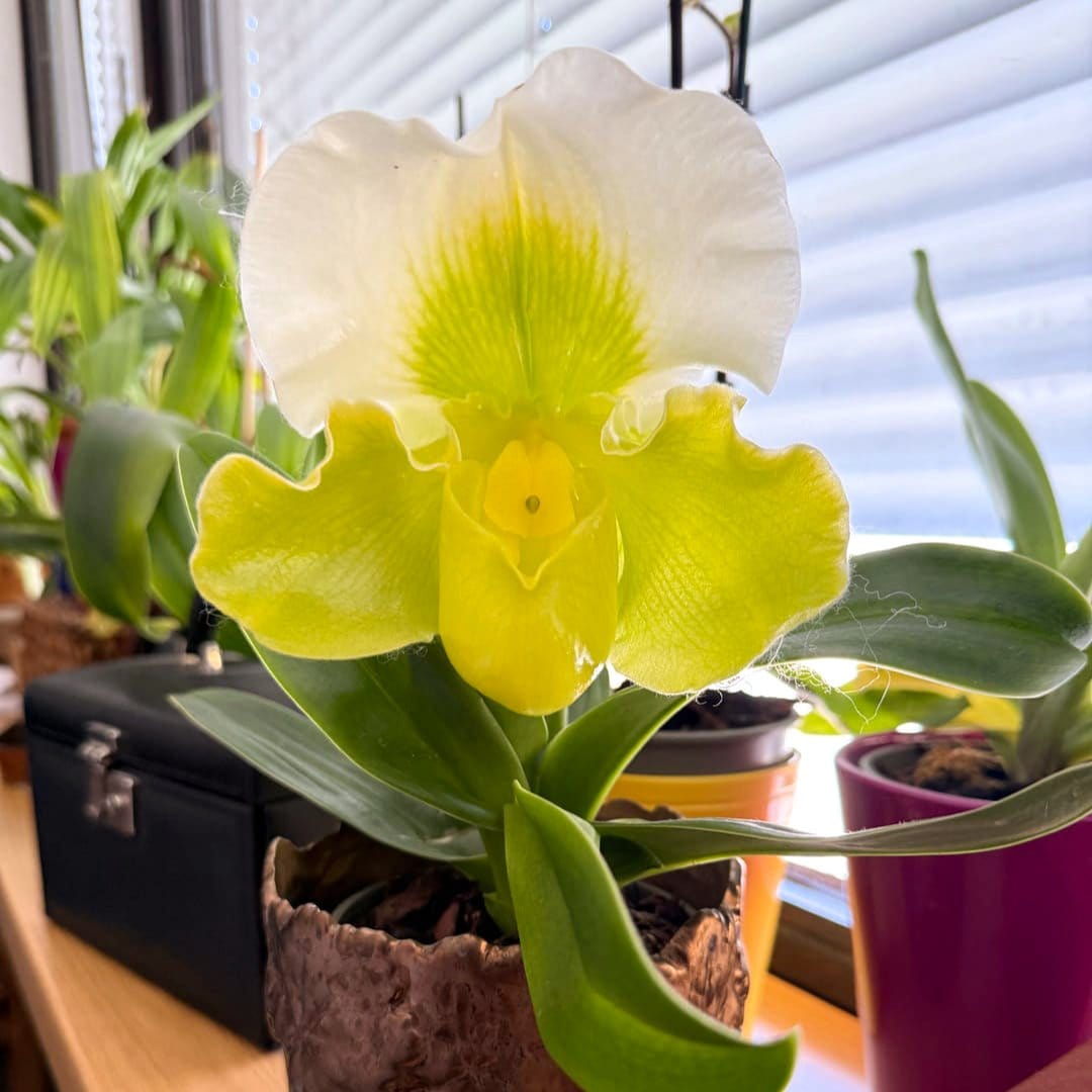 Frauenschuh Paphiopedilum Grün-Weiß mit 1 Rispe