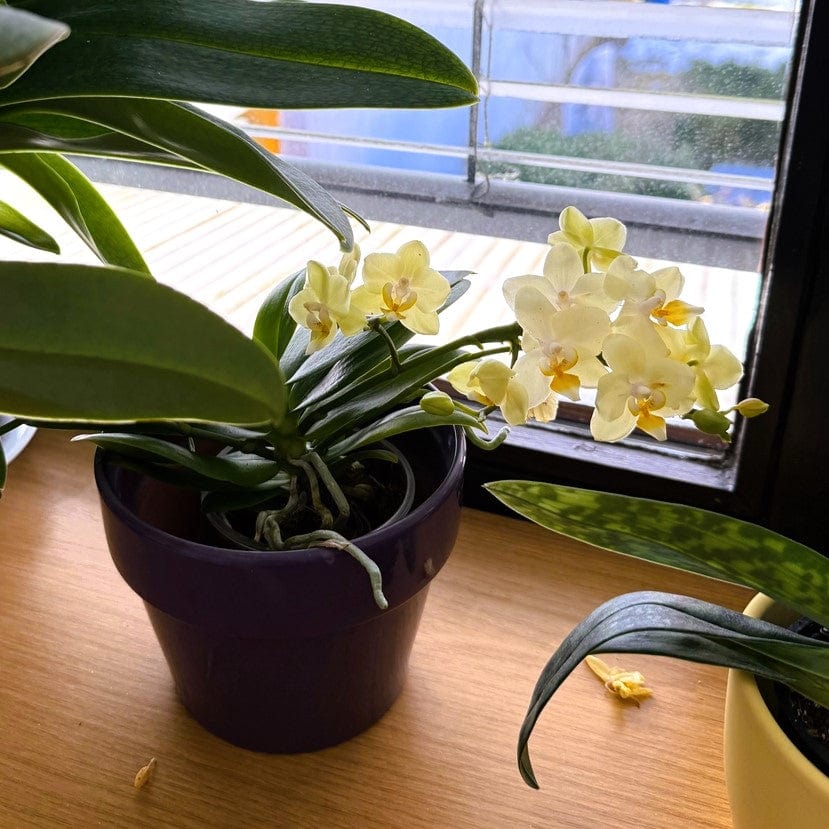 Bonsaiorchidee Nazare mit weißen Blüten und 3+ Rispen