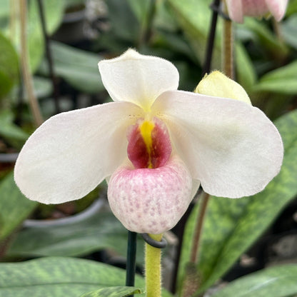 Frauenschuh Paphiopedilum Joyce Hazegawa mit rosa-weißer Blüte und 1 Rispe