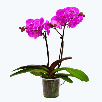 Phalaenopsis Big Lip Manta Kalimantan mit pinken Blüten und 2 Rispen