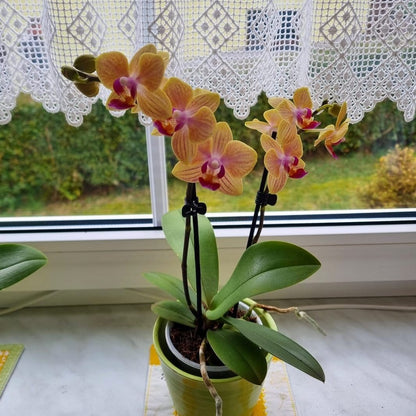 Table Dance El Paso mit gelb-orange-gestreiften Blüten und 3 Rispen
