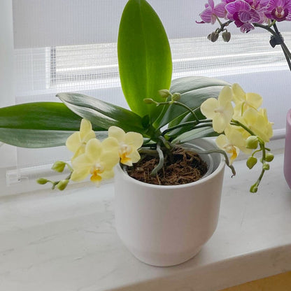 Bonsaiorchidee Better Butter mit hellgelben Blüten und 3+ Rispen