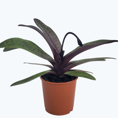 Frauenschuh Paphiopedilum Black Jack mit 1 Rispe