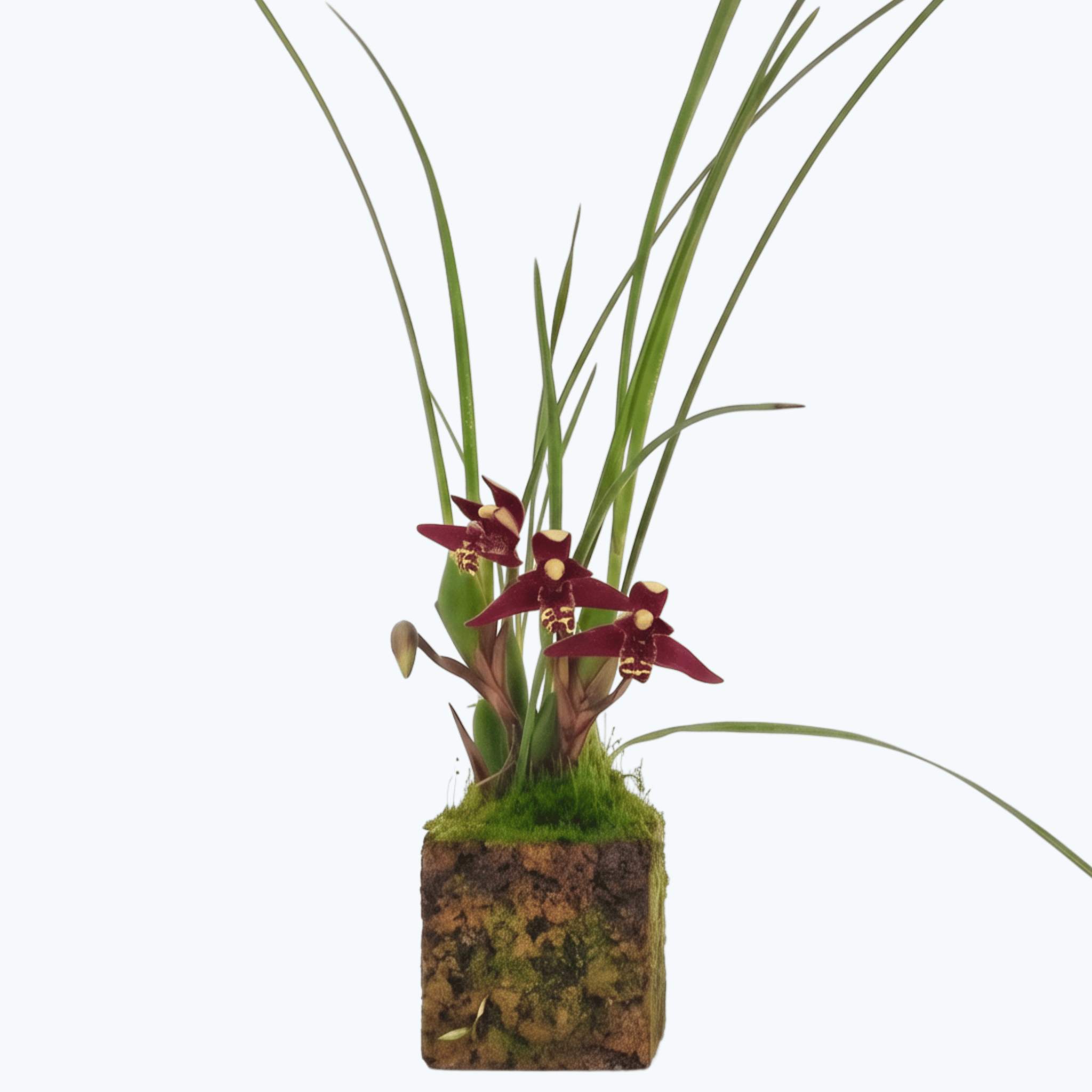 Maxillaria tenuifolia Duftorchidee auf Korkquader