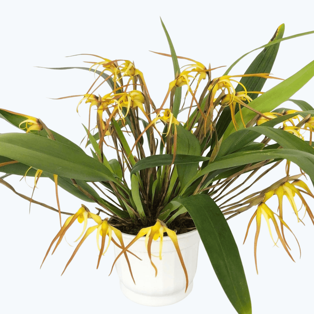 Maxillaria bradei Hybride im Ampeltopf mit gelben Blüten und 20+ Rispen