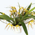 Maxillaria bradei Hybride im Ampeltopf mit gelben Blüten und 20+ Rispen