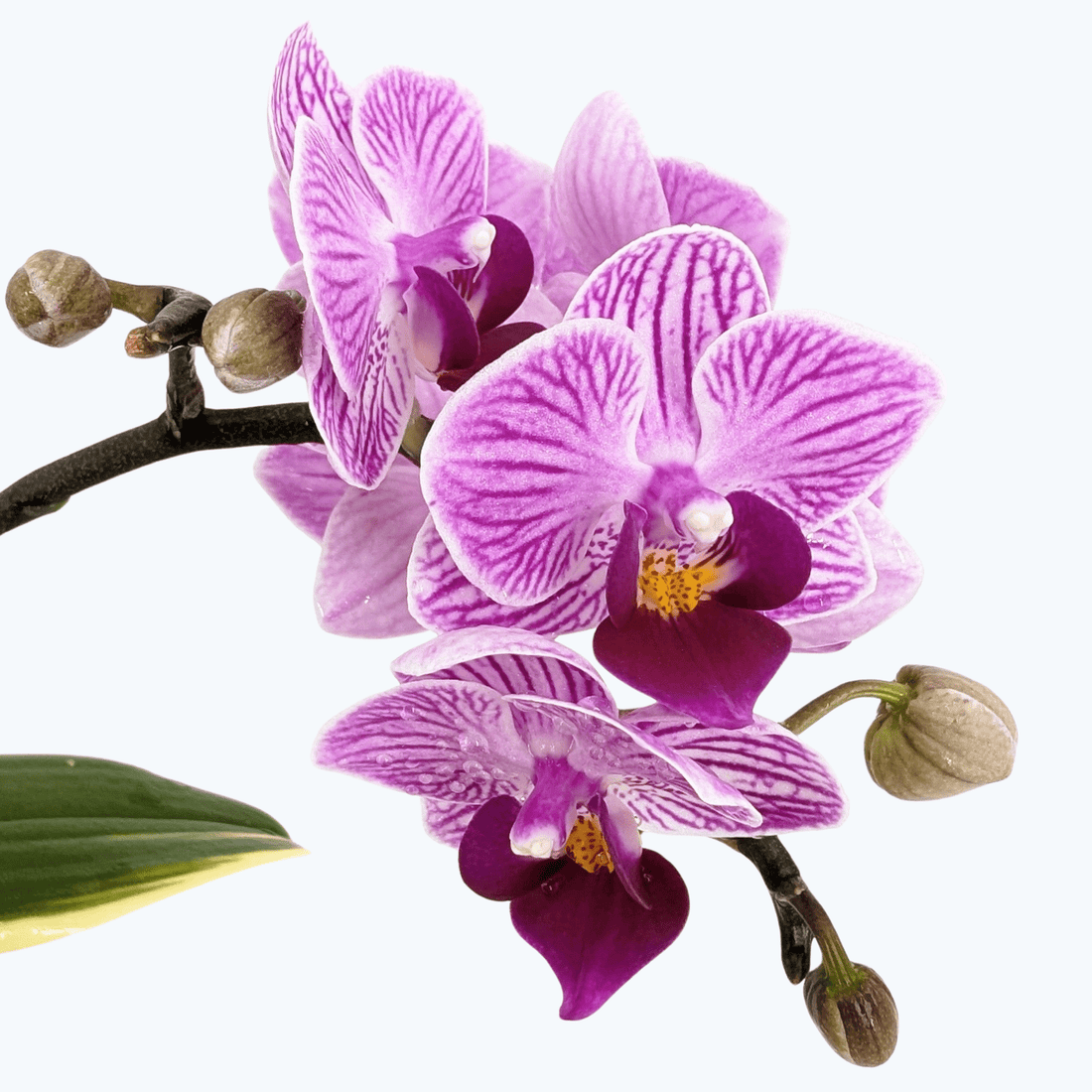 Phalaenopsis Vivien variegata mit panaschiertem Laub und 2 Rispen