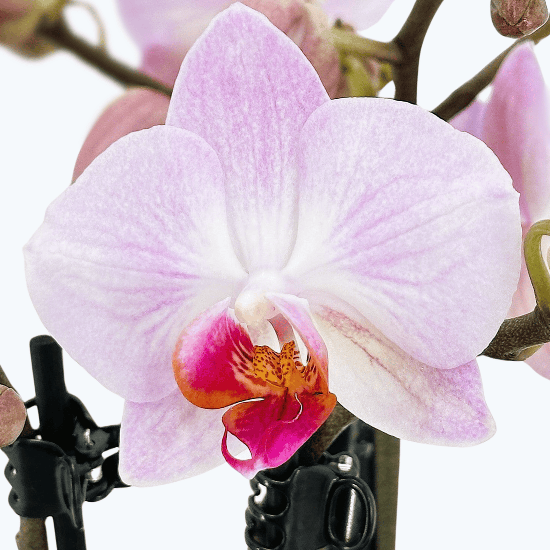 Table Dance Antwerpen mit großen rosa Blüten und 3 Rispen