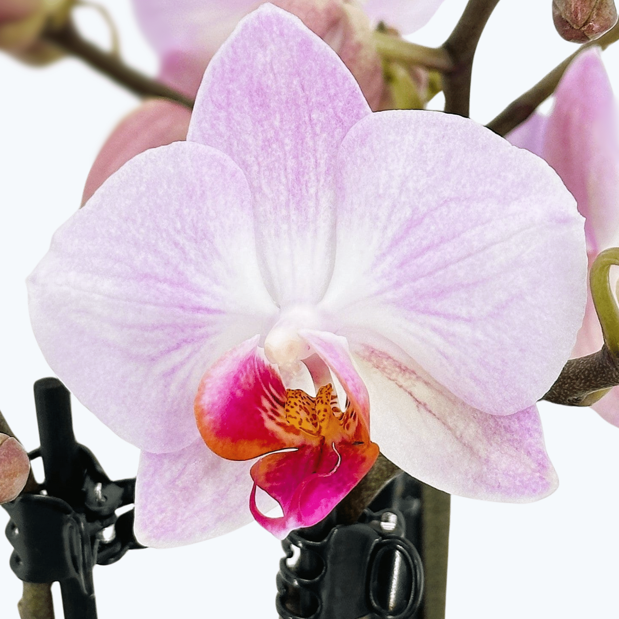 Table Dance Antwerpen mit großen rosa Blüten und 3 Rispen