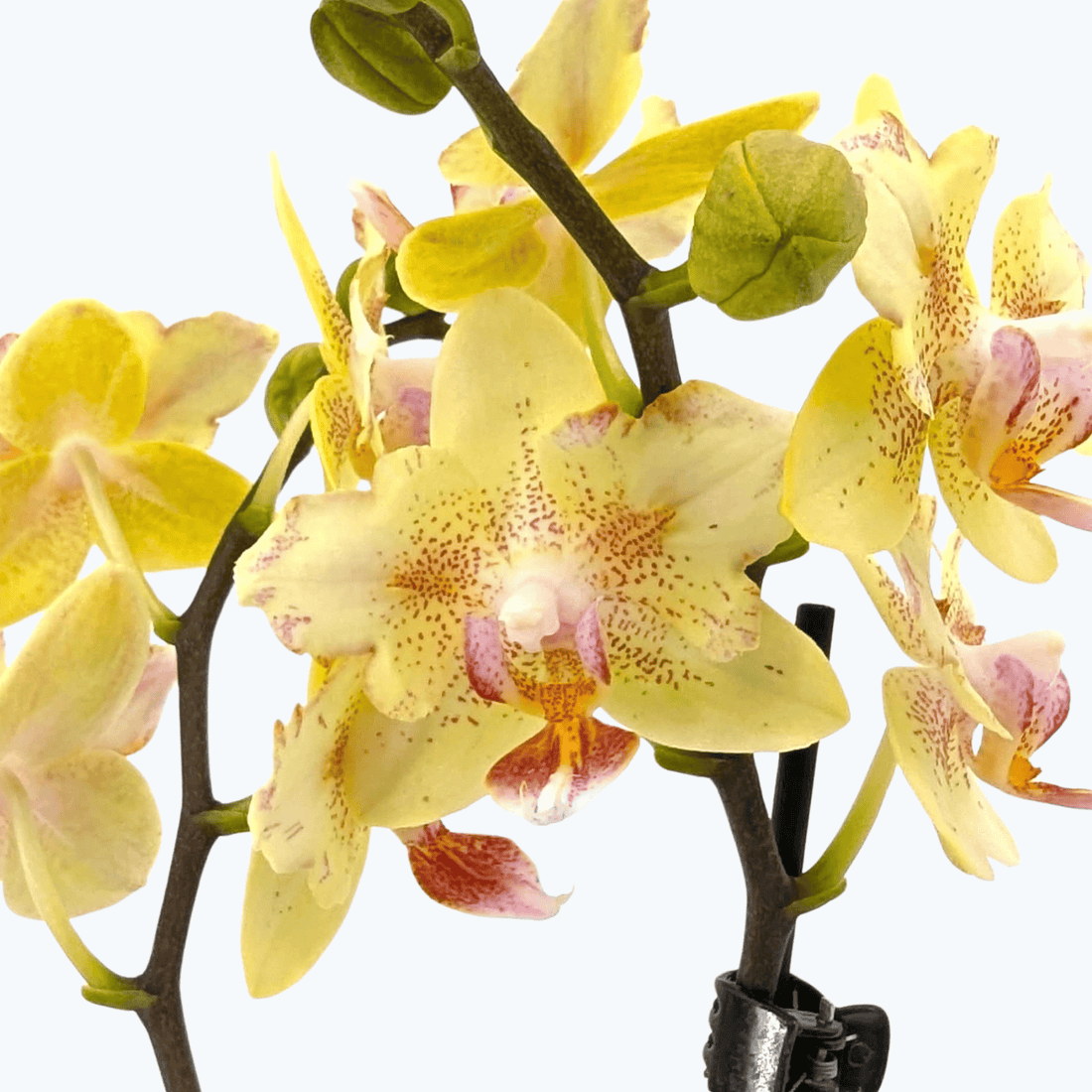 Pelorische Orchidee Table Dance Pereira mit gelben Blüten und 2 Rispen