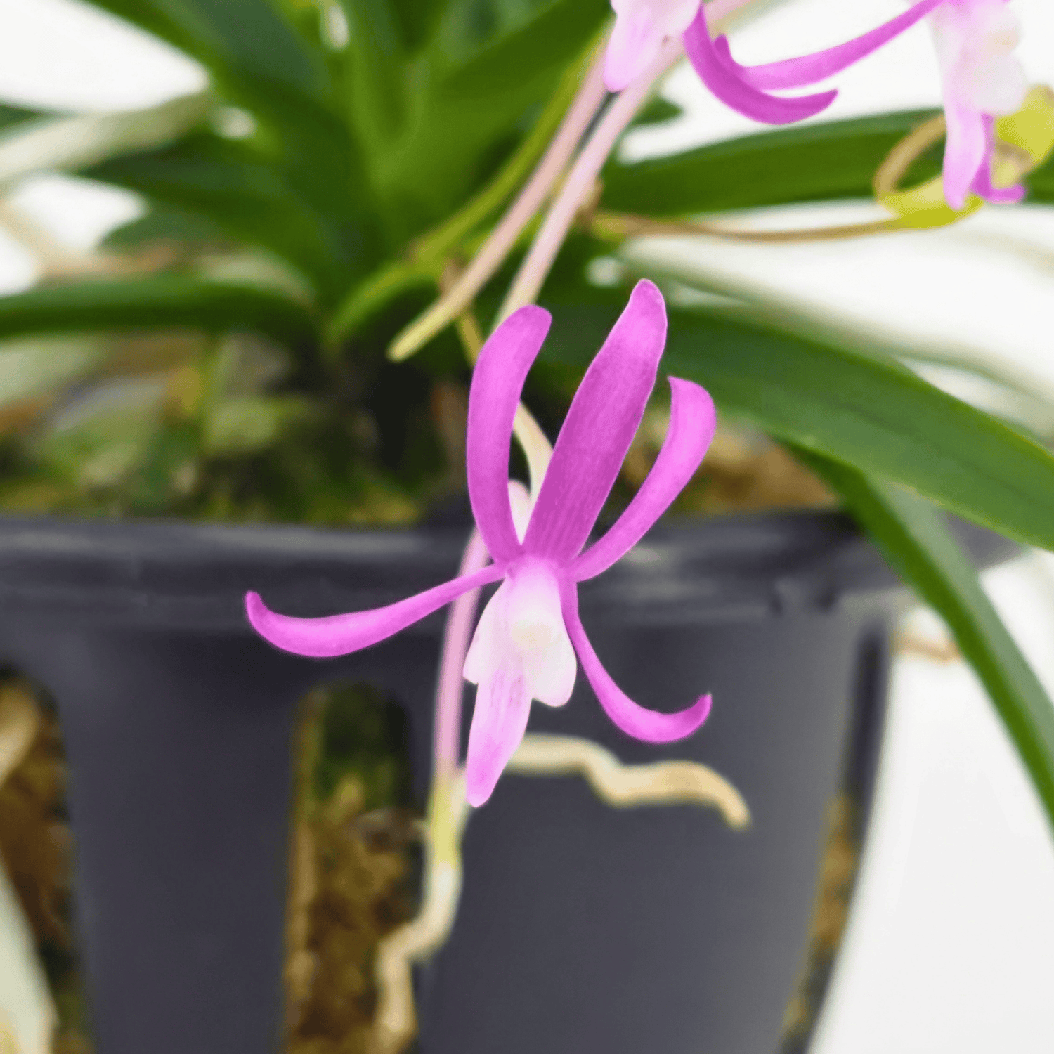 Neofinetia falcata &