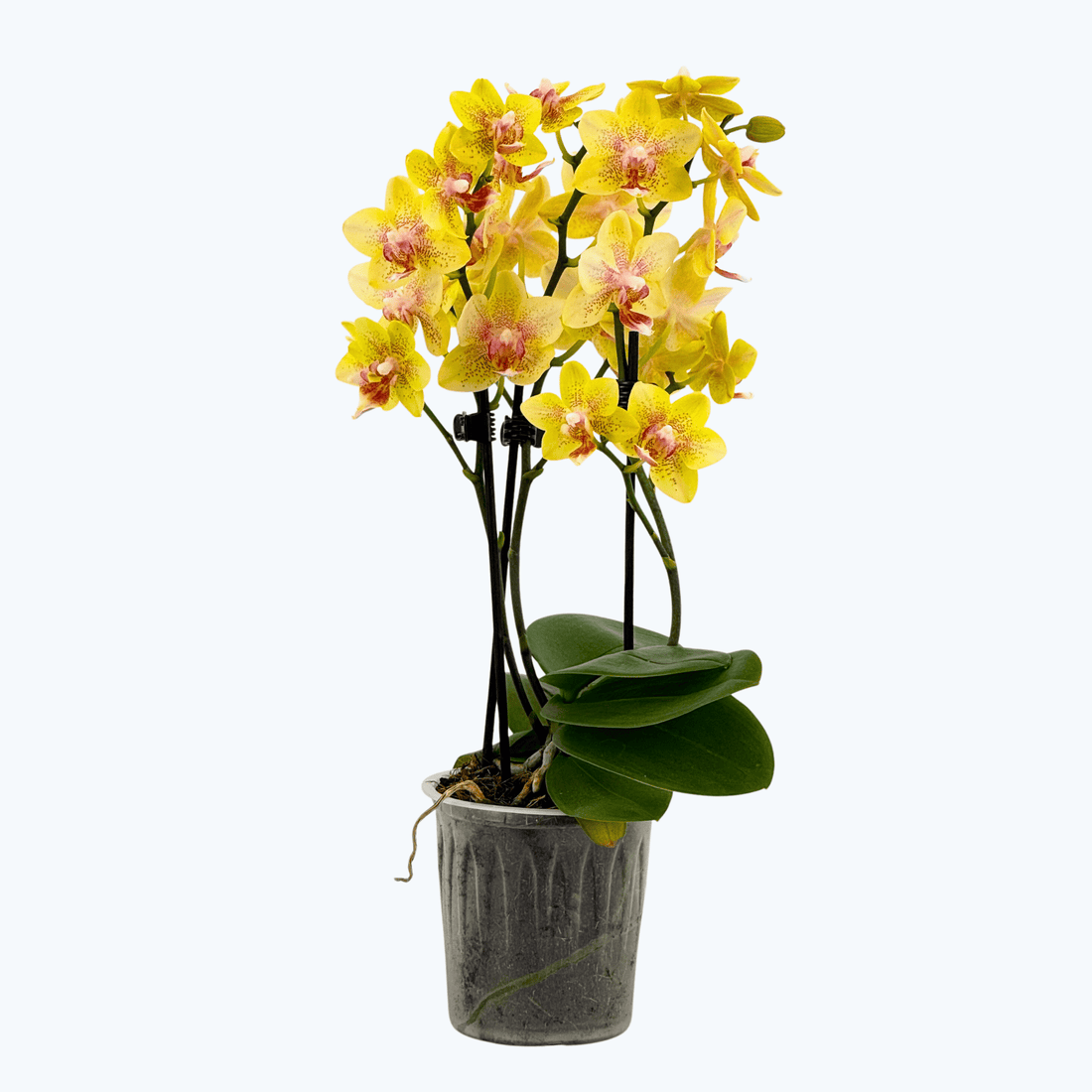 Table Dance Pereira mit gelb-gepunkteten Blüten und 2+ Rispen
